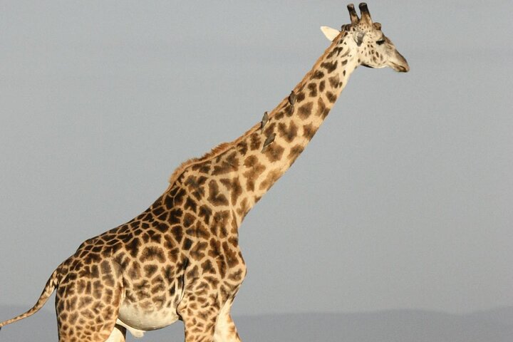 Dar es Salaam: 1-Day Mikumi National Park Safari with Free Pickup