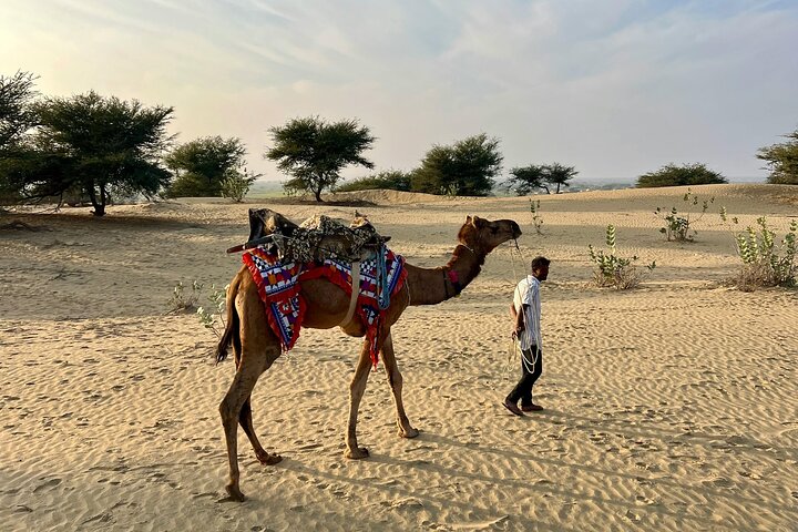 Pushkar: Sunset Camel Safari with Hotel Pick up & Drop off