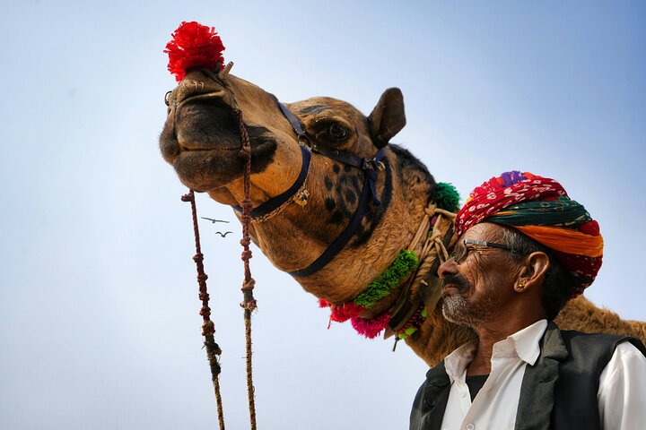Pushkar: Sunset Camel Safari with Hotel Pick up & Drop off