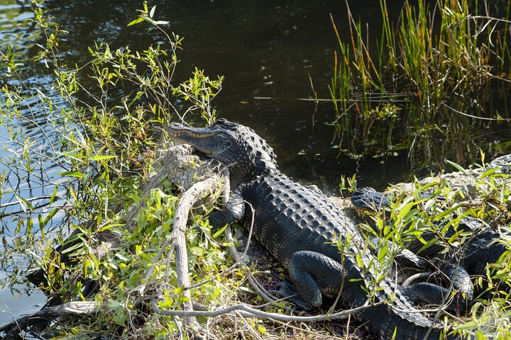 Everglades National Park Self Guided Driving Tour Audio/GPS