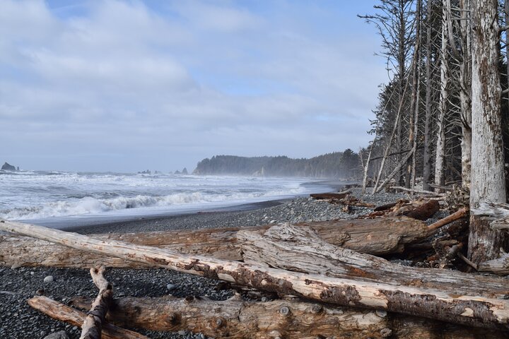 Hoh Rain Forest and Rialto Beach Guided Tour in Olympic National Park