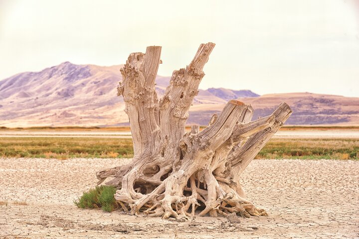 Antelope Island Sunset Wildlife Expedition Great Salt Lake Tour