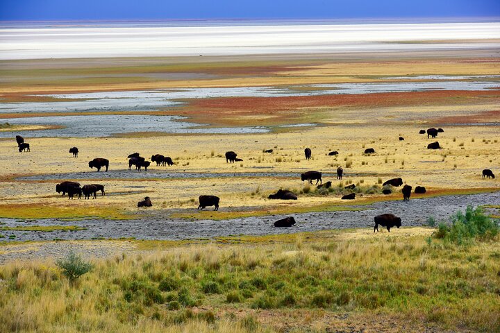Antelope Island Sunset Wildlife Expedition Great Salt Lake Tour