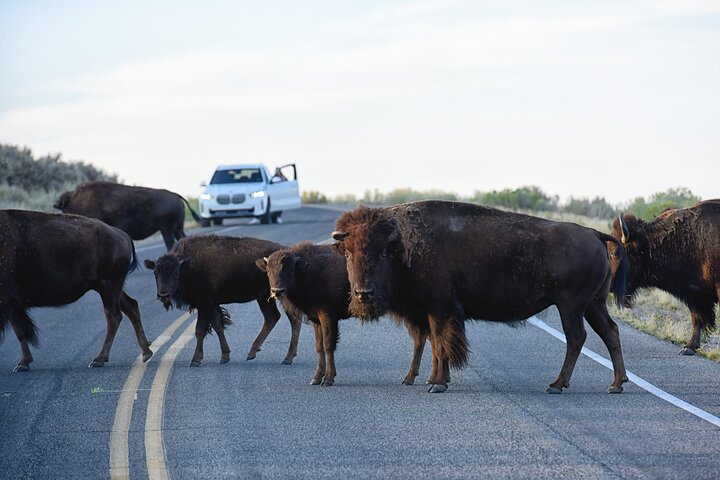 Antelope Island Sunset Wildlife Expedition Great Salt Lake Tour