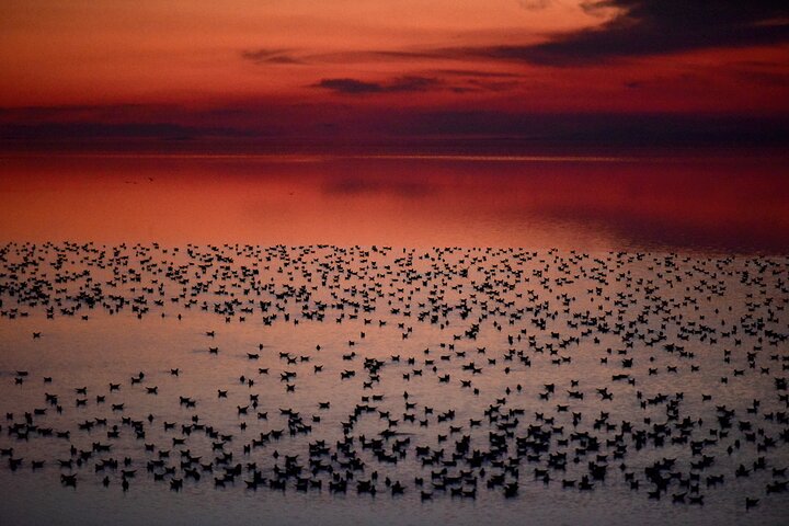 Antelope Island Sunset Wildlife Expedition Great Salt Lake Tour