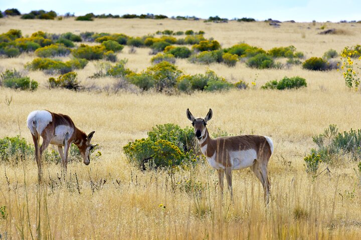 Antelope Island Sunset Wildlife Expedition Great Salt Lake Tour