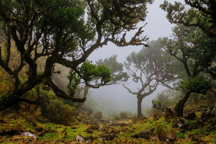 Levada do Rei PR18 Scenic Hike in Madeira - Transfer Service