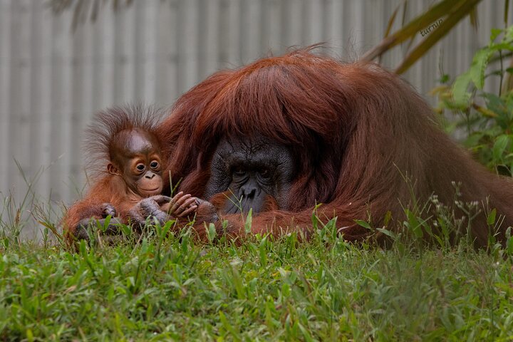 Orangutan (Orang Utan) Island Responsible Experience