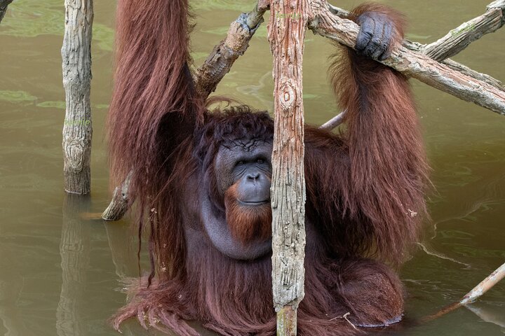 Orangutan (Orang Utan) Island Responsible Experience