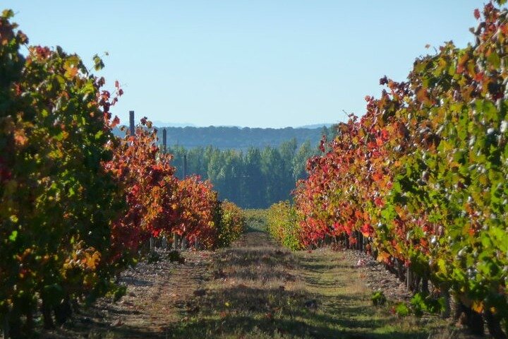 Aranda del Duero: Single Vineyard Estate Visit & Wine Tasting