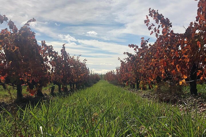 Aranda del Duero: Single Vineyard Estate Visit & Wine Tasting