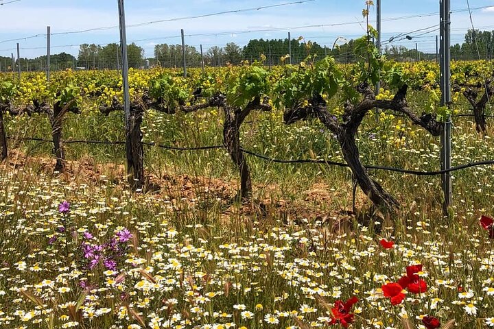 Aranda del Duero: Single Vineyard Estate Visit & Wine Tasting