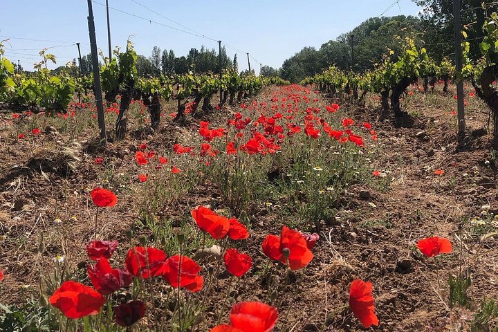 Aranda del Duero: Single Vineyard Estate Visit & Wine Tasting