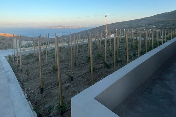 Wine Tasting in Tinos: Sea-View Terrace Tour & Sommelier Guide