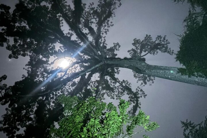 Full Day Tikal Sunrise Tour from Flores and Archaeological Tour