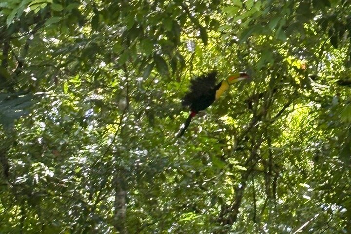 Basic Tour to Tikal Includes Transportation and Guide Service