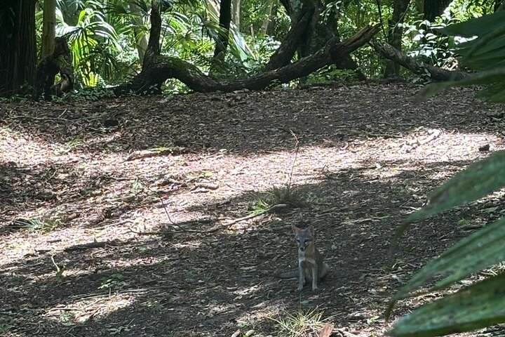 Basic Tour to Tikal Includes Transportation and Guide Service