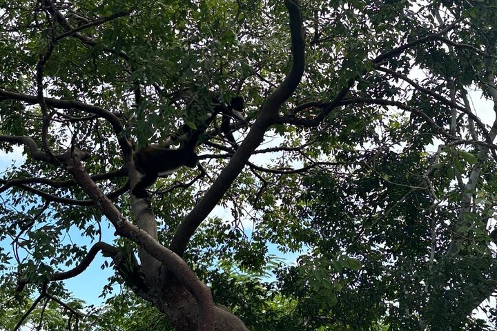 Basic Tour to Tikal Includes Transportation and Guide Service
