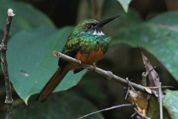 Cockscomb Wildlife Sanctuary