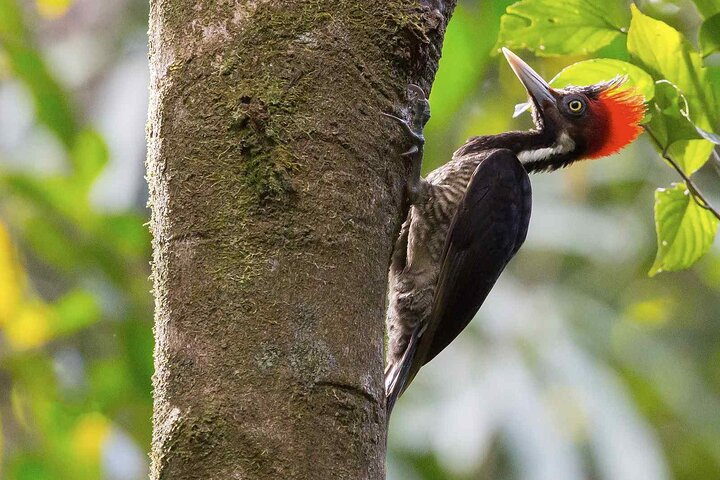 Cockscomb Wildlife Sanctuary
