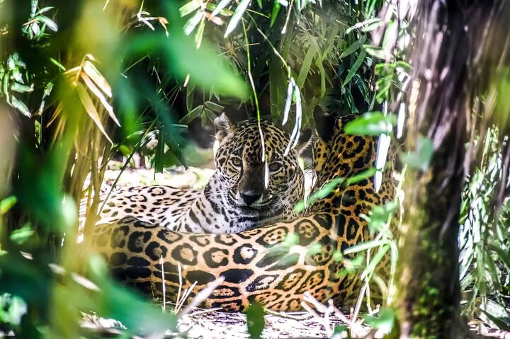 Cockscomb Wildlife Sanctuary