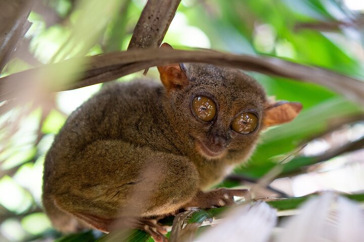 Private Countryside Tour Bohol