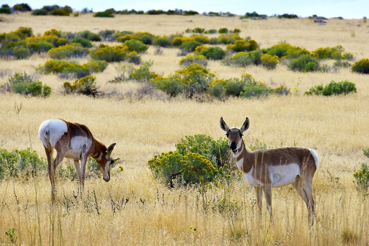Antelope Island Wildlife Expedition Great Salt Lake Adventure