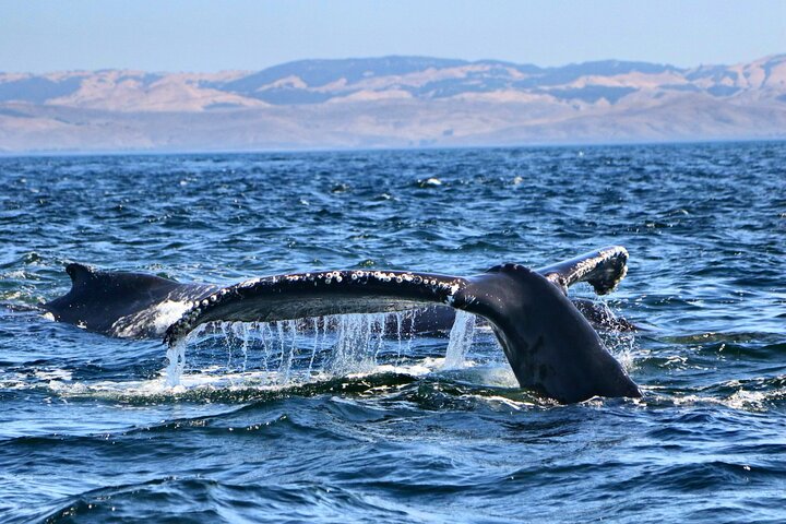 Whale Watching Adventure in Morro Bay