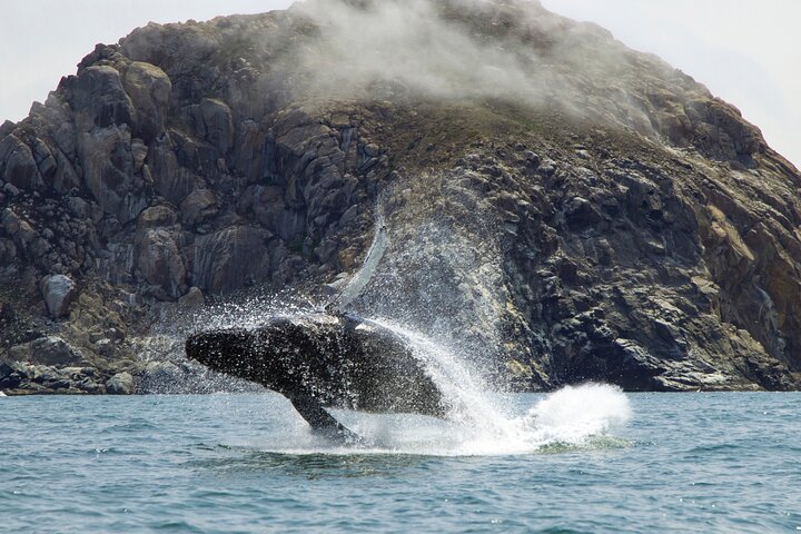 Whale Watching Adventure in Morro Bay