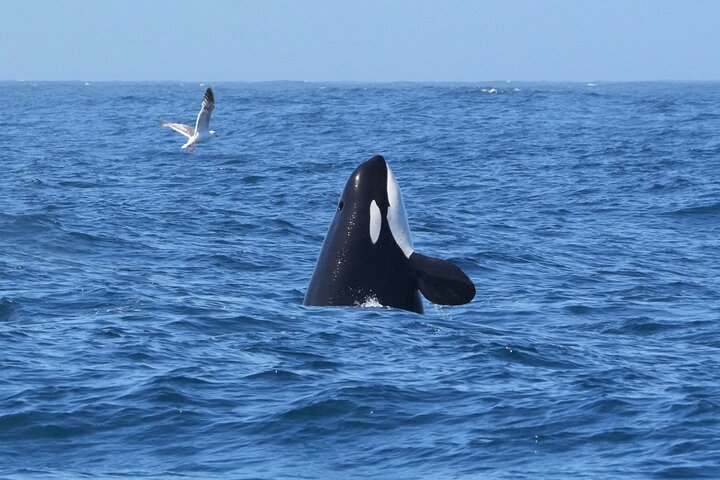 Whale Watching Adventure in Morro Bay