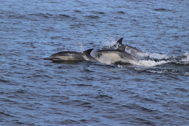 Whale Watching Adventure in Morro Bay