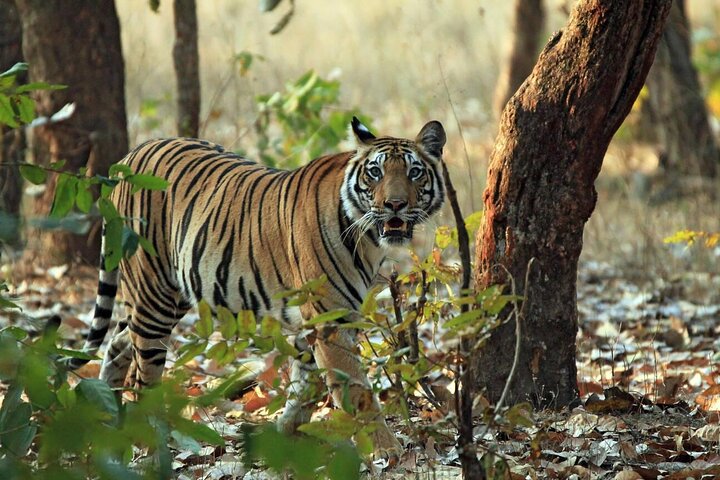 Ranthambore Tiger Safari Day Tour from Jaipur