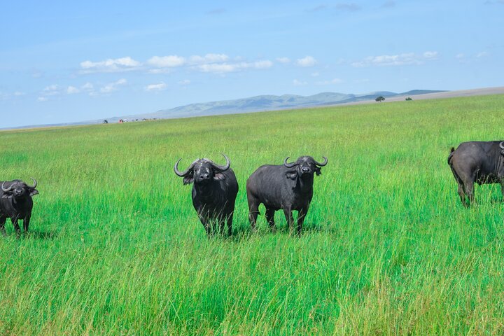 3 Days Masai Mara Budget Private Safari