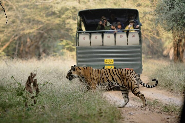 Ranthambore Tiger Safari Day Tour from Jaipur