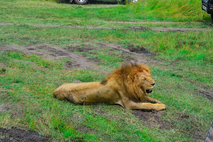 3 Days Masai Mara Budget Private Safari