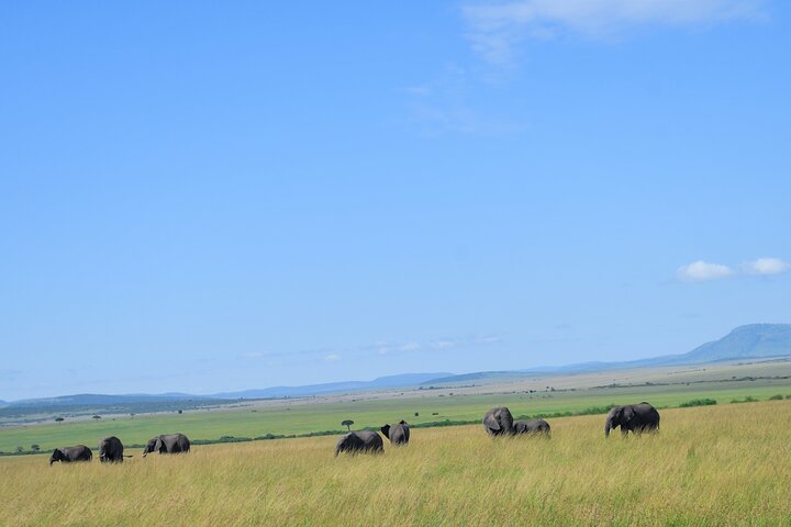 3 Days Masai Mara Budget Private Safari