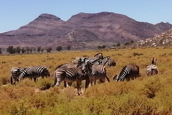Aquila Big Five Game Reserve Safari with options from Cape Town