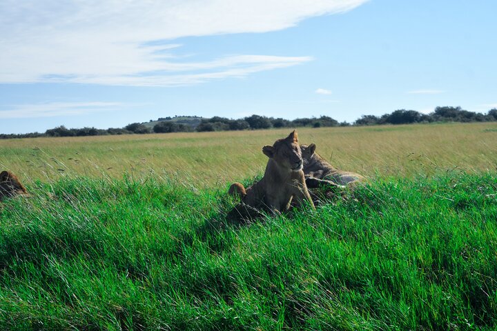 3 Days Masai Mara Budget Private Safari