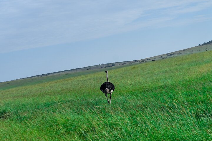 3 Days Masai Mara Budget Private Safari