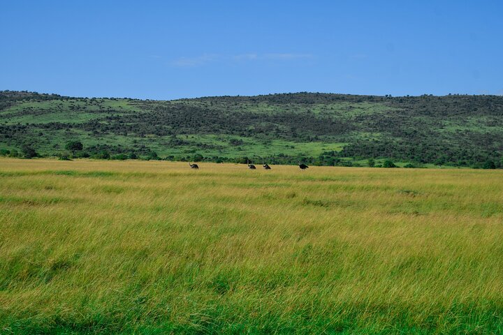 3 Days Masai Mara Budget Private Safari