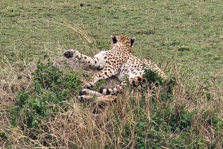 3 Days Masai Mara Budget Private Safari