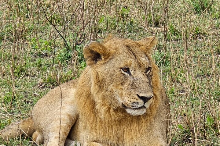 3 Days Masai Mara Budget Private Safari