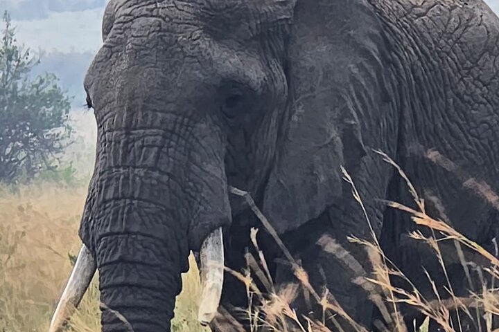 3 Days Masai Mara Budget Private Safari