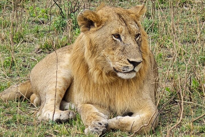 3 Days Masai Mara Budget Private Safari