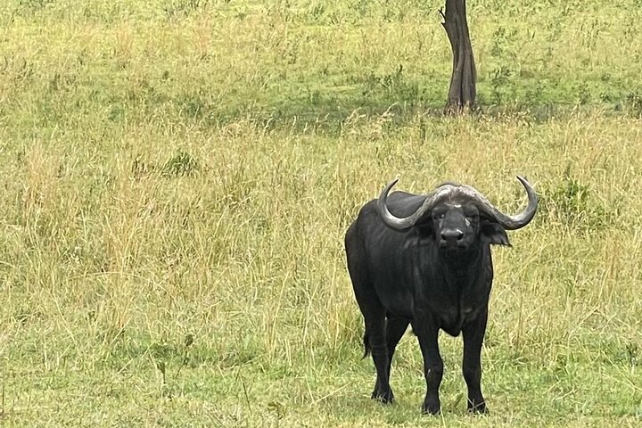 3 Days Masai Mara Budget Private Safari