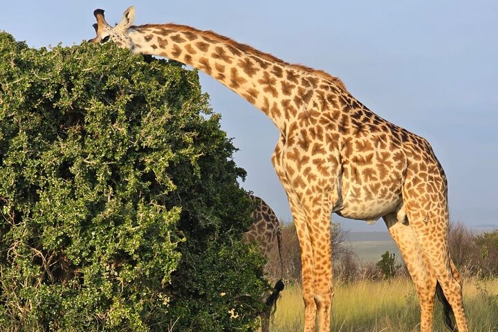 3 Days Masai Mara Budget Private Safari