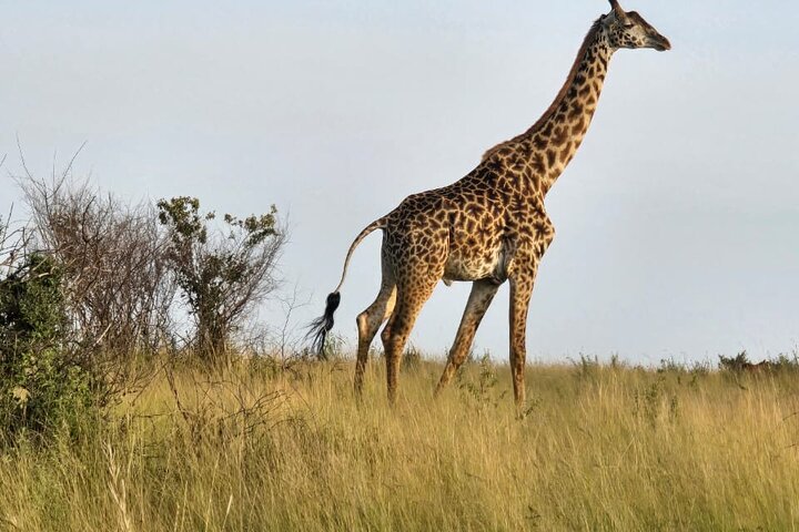 3 Days Masai Mara Budget Private Safari