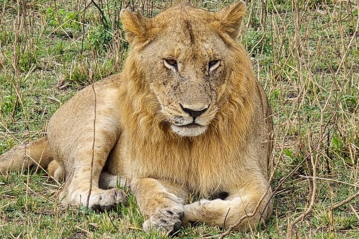 3 Days Masai Mara Budget Private Safari