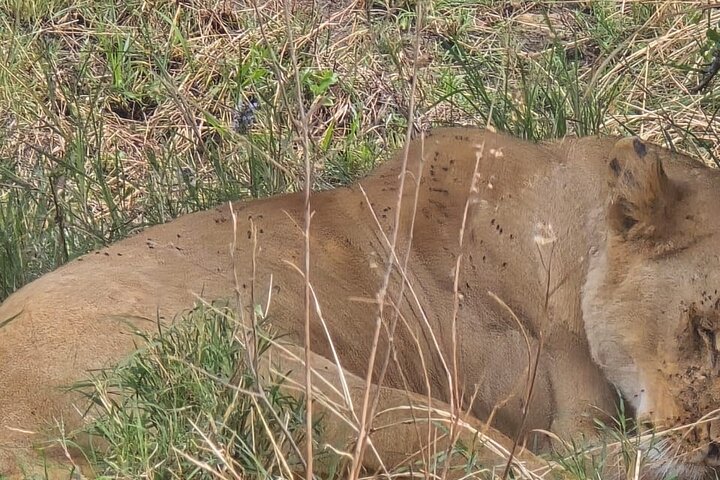 3 Days Masai Mara Budget Private Safari