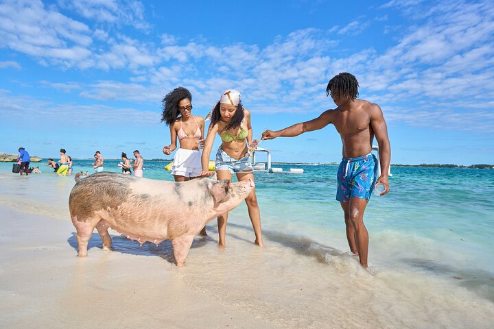 Nassau Swimming Pigs: Snorkeling, Lunch & Private Beach Club